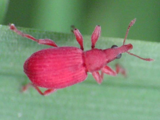 Apion frumentarium