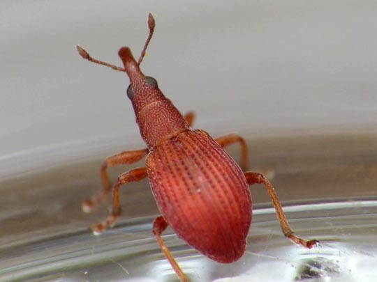 Apion frumentarium