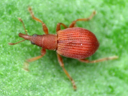 Apion frumentarium