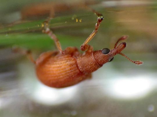 Apion frumentarium