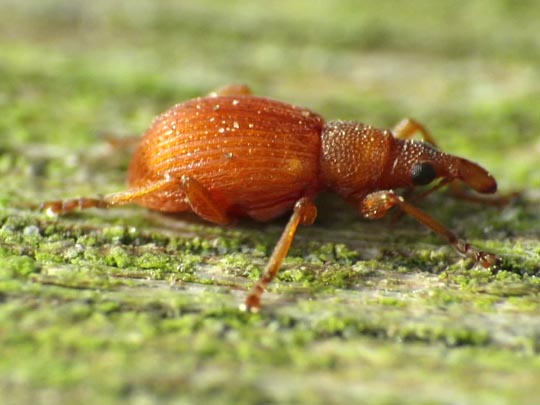 Apion rubiginosum