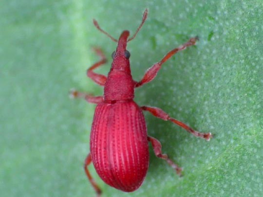 Apion frumentarium