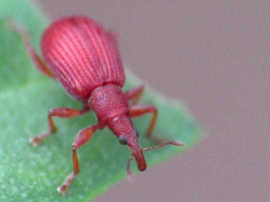 Apion frumentarium