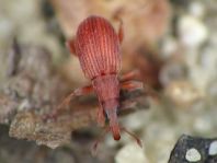 Apion sp.