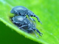Aspidapion radiolus