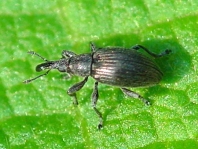 Aspidapion radiolus