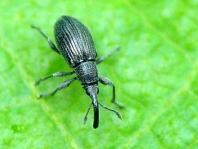 Aspidapion radiolus