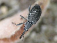 Betulapion simile
