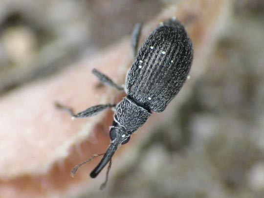 Betulapion simile