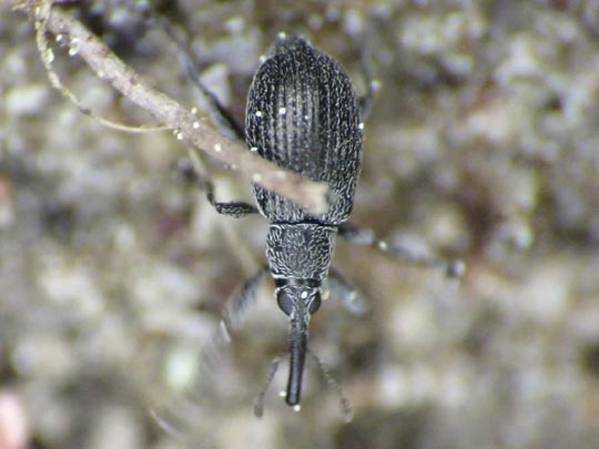 Betulapion simile