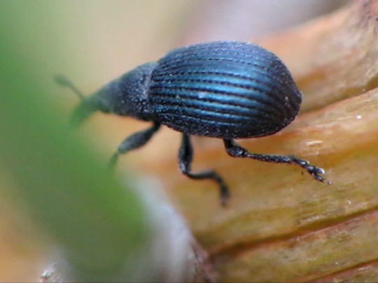 Apionidae, Spitzmausrüssler