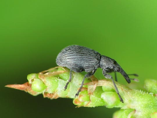 Apionidae, Spitzmausrüssler