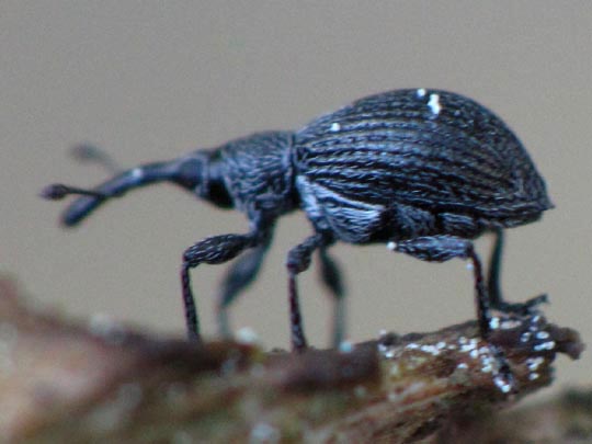Apionidae, Spitzmausrüssler