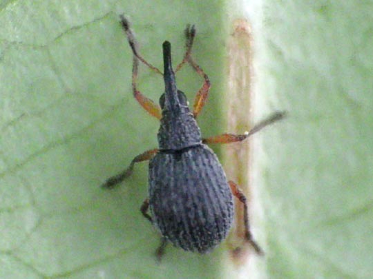 Apionidae, Spitzmausrüssler