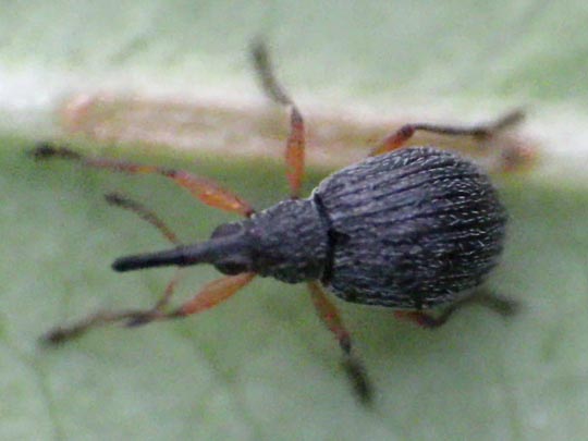 Apionidae, Spitzmausrüssler