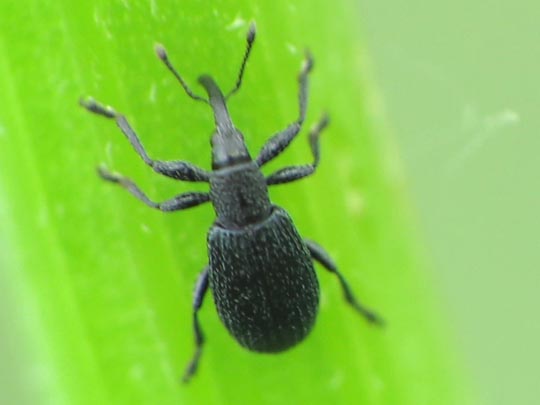 Ischnopterapion sp.