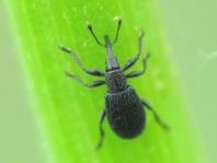 Ischnopterapion sp.