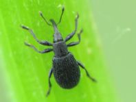 Ischnopterapion sp.