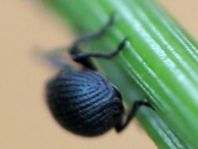 Apionidae, Spitzmausrüssler