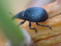 Apionidae, Spitzmausrüssler