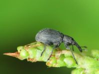 Apionidae, Spitzmausrüssler
