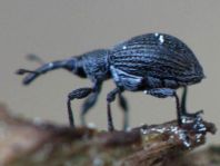 Apionidae, Spitzmausrüssler