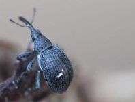 Apionidae, Spitzmausrüssler