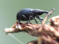 Apionidae, Spitzmausrüssler