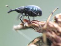 Apionidae, Spitzmausrüssler