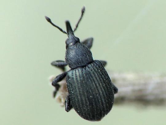 Omphalapion hookerorum