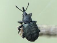 Omphalapion hookerorum