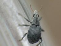 Oxystoma craccae