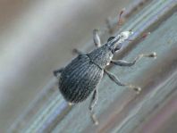 Oxystoma craccae