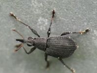 Oxystoma craccae