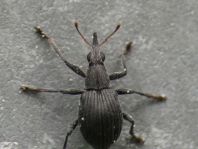 Oxystoma craccae