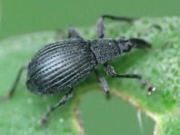 Oxystoma cerdo