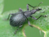 Oxystoma cerdo