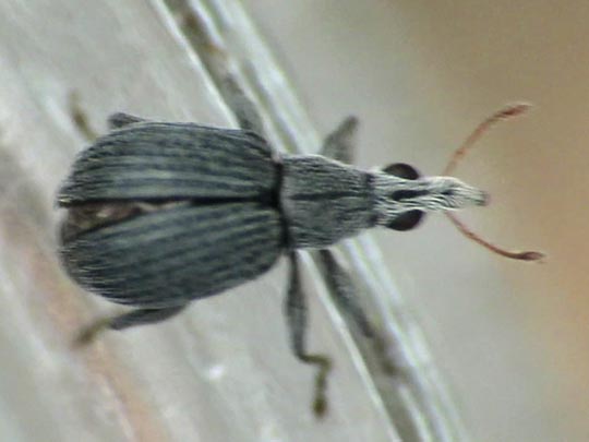 Oxystoma craccae