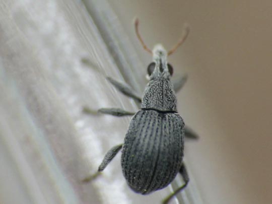 Oxystoma craccae