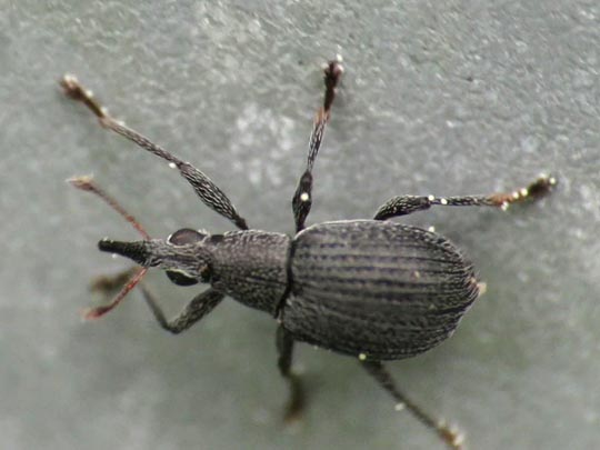 Oxystoma craccae