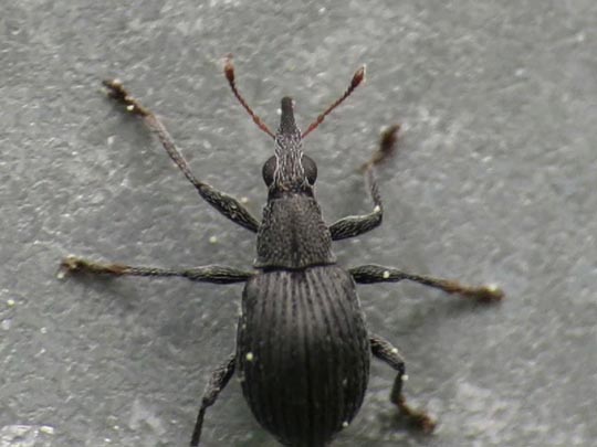Oxystoma craccae