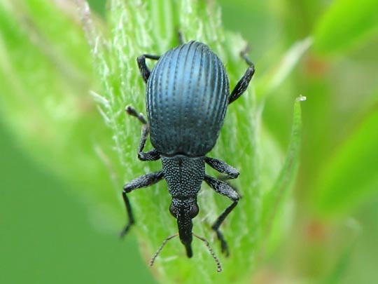 Oxystoma pomonae