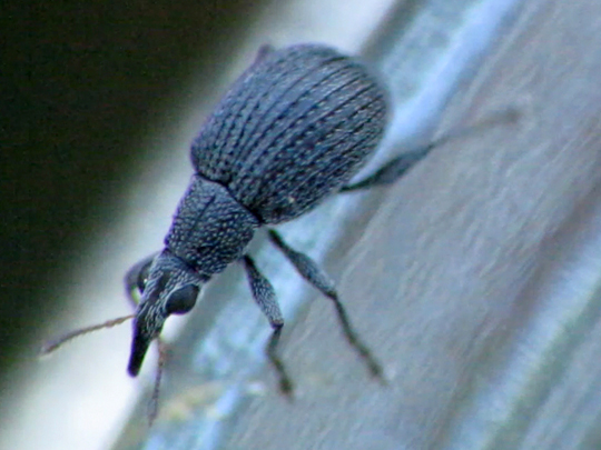 Oxystoma sp.