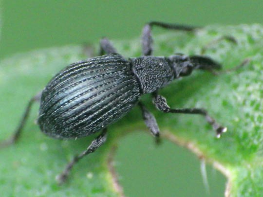 Oxystoma cerdo
