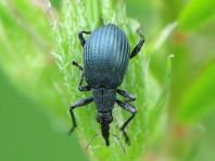 Oxystoma pomonae