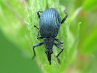 Oxystoma pomonae