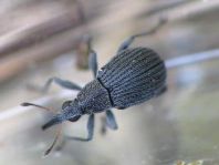 Oxystoma sp.