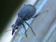 Oxystoma sp.