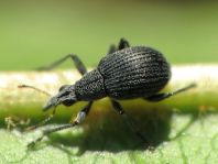 Oxystoma sp.