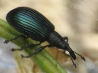 Perapion sp.